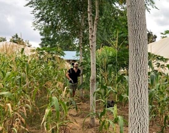 Four-year-old-Melia-volkensii-trees